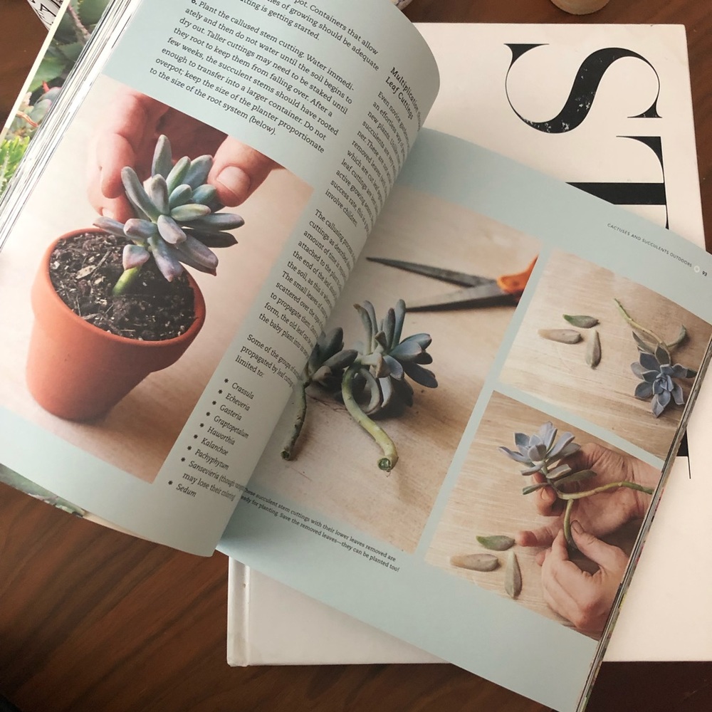 Succulents Book - Picture 3 of 6